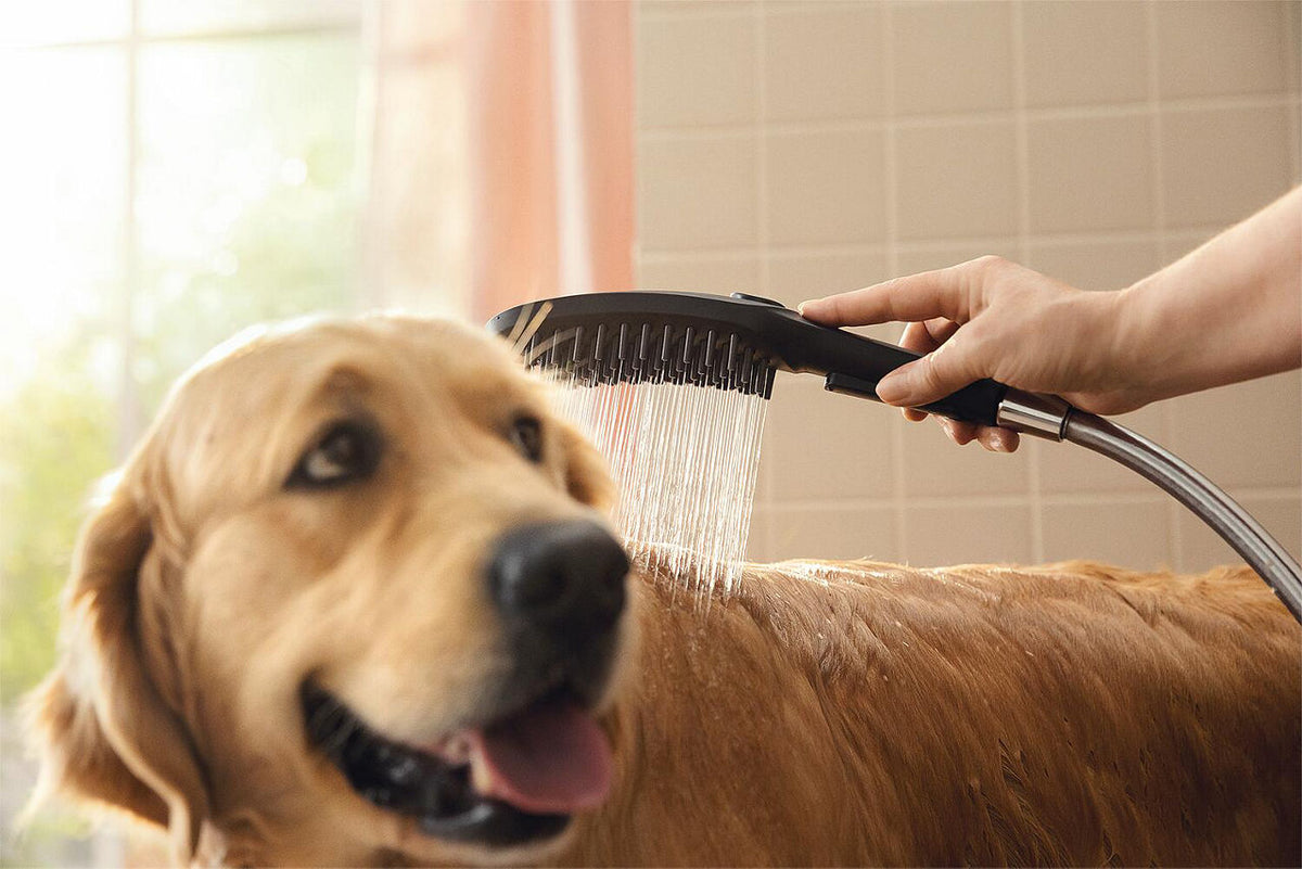 Douchette pour chien Hansgrohe 150 3jet DogShower
