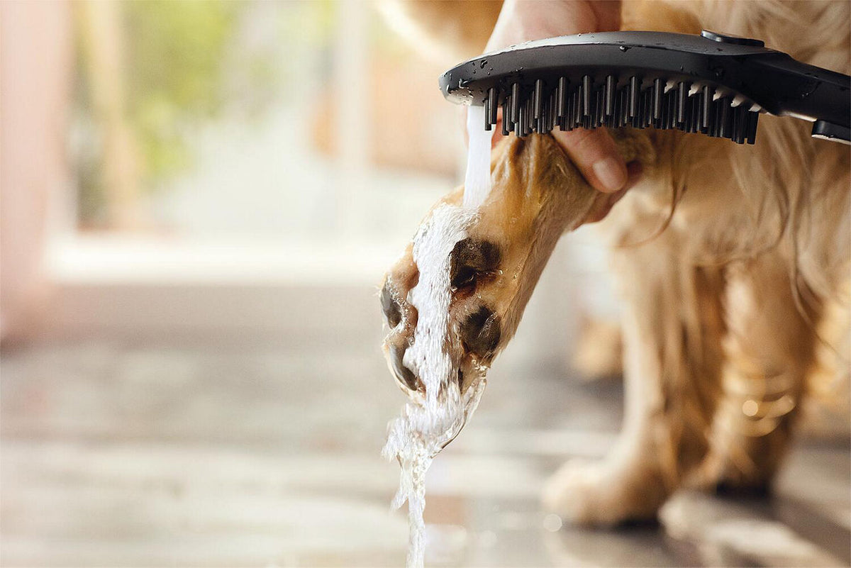 Douchette pour chien Hansgrohe 150 3jet DogShower